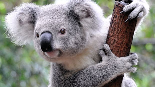 Animale salbatice - ursi koala