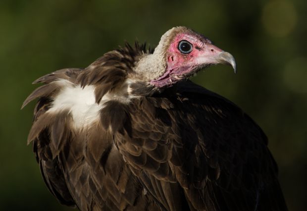 Animale salbatice - vultur