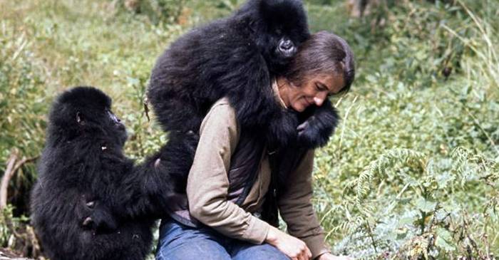 O crimă neelucidată Asasinarea lui Dian Fossey, „regina maimuțelor” FEATURED.fw_compressed