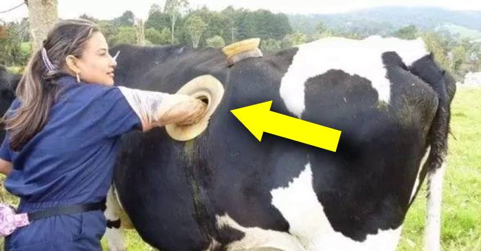 În numele științei Fermierii elvețieni au făcut găuri în vaci FEATURED_compressed