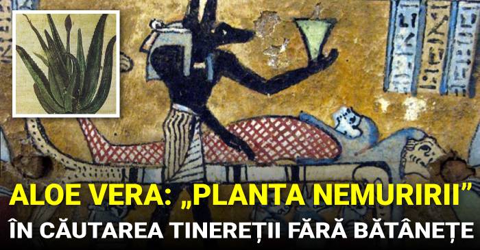 Aloe-Vera,-planta-nemuririi.-Ce-știau-anticii-despre-„tinerețe-fără-bătrânețe”-FACEBOOK_compressed