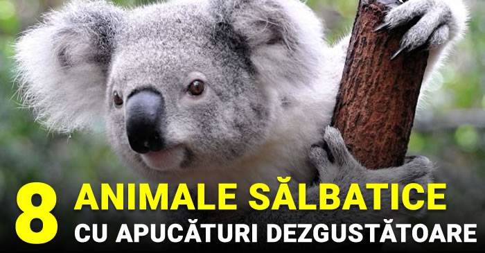 animale salbatice cu apucaturi dezgustatoare featured_compressed
