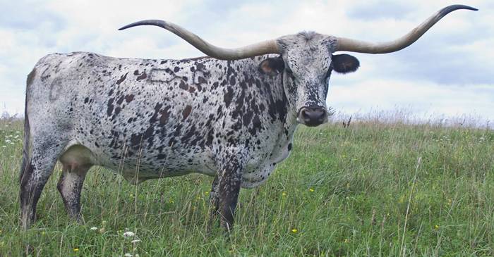 5 animale cu comportamente inexplicabile, care-i intrigă pe cercetători FEATURED_compressed