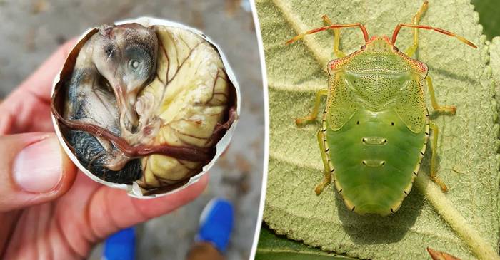 29 de delicatese culinare care ar putea distruge concediul oricărui român featured_compressed
