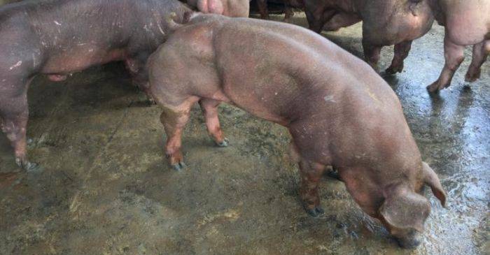 FOTO Ce mâncăm – Porci mutanți, crescuți la o fermă din Cambodgia. featured.fw_compressed
