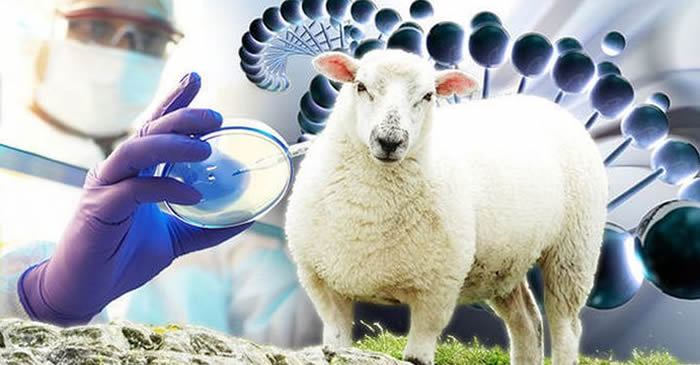 Primul hibrid om-oaie a fost creat. Urmează „cultivarea” de organe?