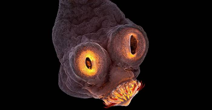Secretele lumii ascunse ochiului liber - Concursul de microfotografie Nikon