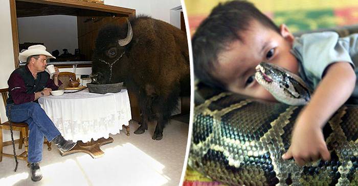 Cotețul din sufragerie 10 animale de companie bizare, care au făcut istorie featured_compressed