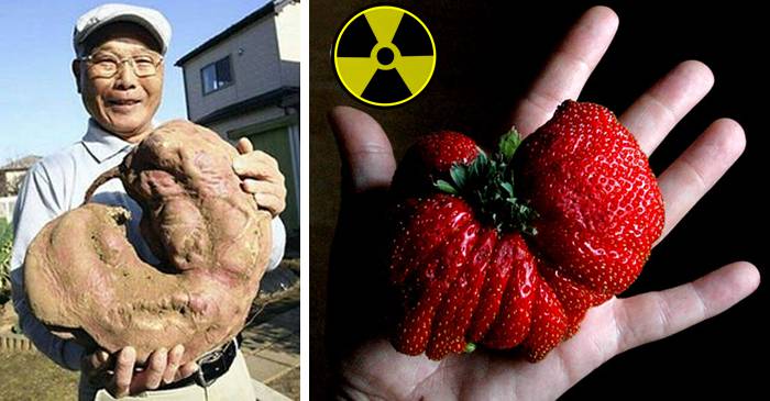 Grădinăritul ca la Cernobîl - Plantele-mutant crescute cu radiații featured_compressed