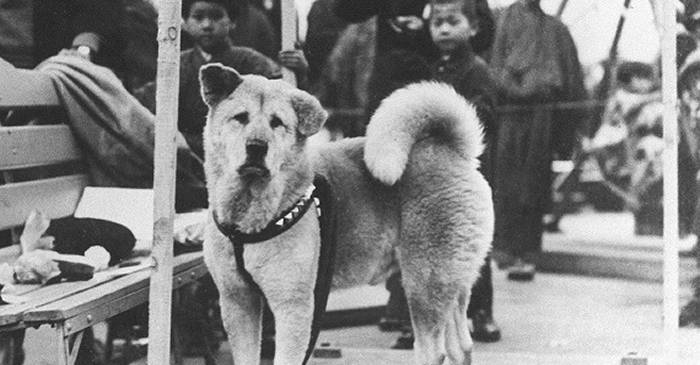 Povestea extraordinară a lui Hachiko, cel mai loial câine din lume featured_compressed