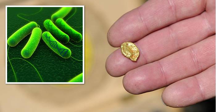 Visul alchimiștilor - Această bacterie transformă metalele toxice în aur_compressed