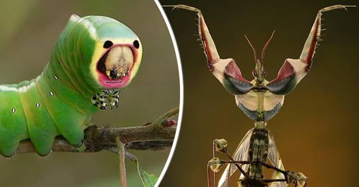 5 insecte stranii care par să provină dintr-o lume extraterestră FEATURED_compressed