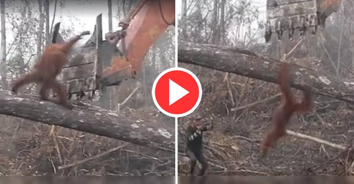 VIDEO Emoționant - Un urangutan își apără casa de oamenii care o distrug featured_compressed