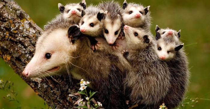 8 animale cu abilități supranaturale FEATURED_compressed