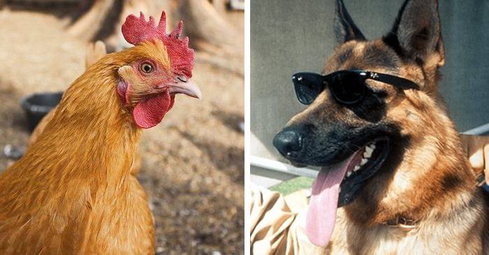 8 cele mai bogate animale din istorie FEATURED_compressed