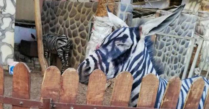 Angajații unui zoo din Egipt au vopsit un măgar și l-au prezentat drept zebră featured_compressed