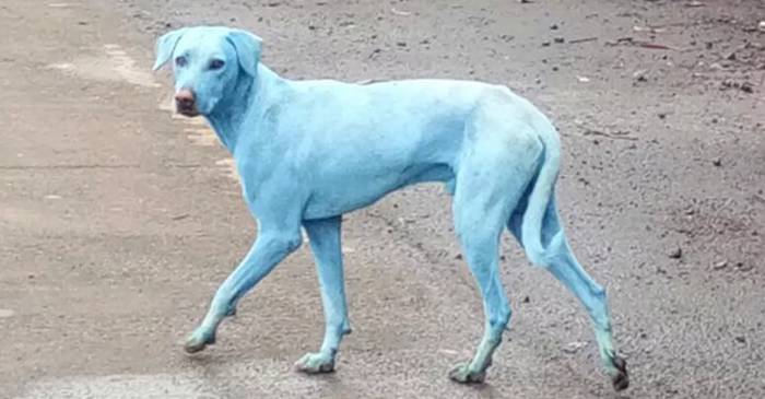 Se întâmplă în Mumbai, India - Câinii maidanezi au devenit albaștri featured_compressed
