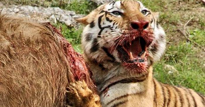 Tigrul bengalez care a mâncat 436 de oameni, până când un colonel a decis să-l vâneze FEATURED_compressed