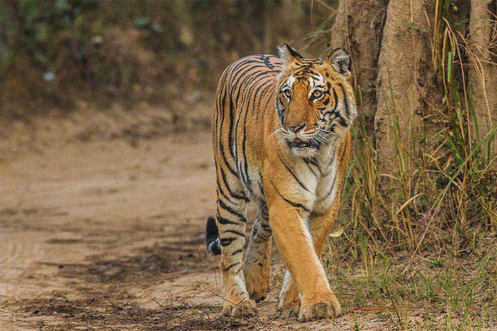 hostess Competitors Usual Tigrul bengalez care a mâncat 436 de oameni, până când l-au vânat
