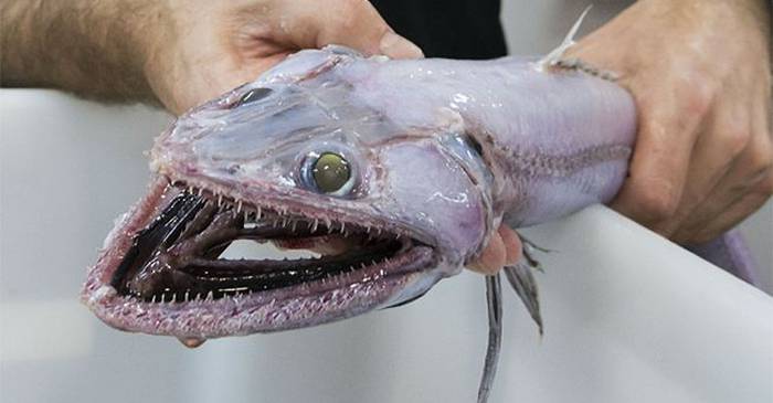 7 creaturi înspăimântătoare care trăiesc în abisul oceanelor FEATURED_compressed
