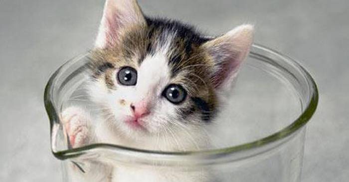 Povestea pisicii CC primul animal de companie clonat featured_compressed
