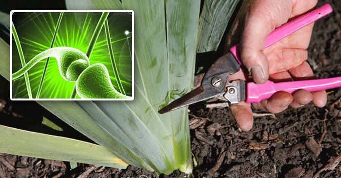 VIDEO Fenomenul fascinant care are loc când o plantă este rănită FEATURED_compressed