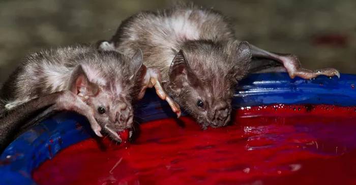 8 animale-vampir care l-ar pune pe gânduri chiar și pe Dracula featured_compressed