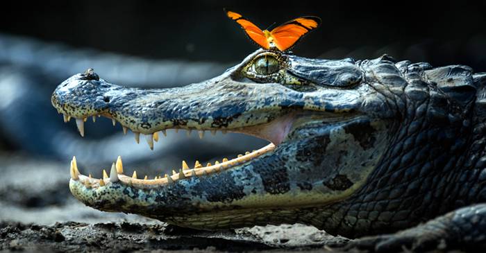 21 de fotografii care demonstrează că natura nu are nevoie de Photoshop featured_compressed