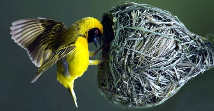 5 structuri impresionante construite de animale featured_comp