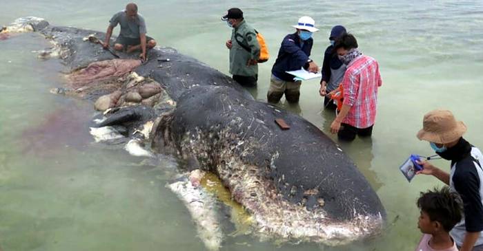 O balenă plină cu pahare de plastic, pungi și șlapi a eșuat pe o plajă din Indonezia featured_compressed