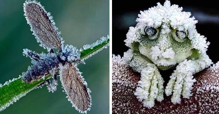 5 animale rezistente la frig, care sfidează moartea la temperaturi extreme featured_compressed
