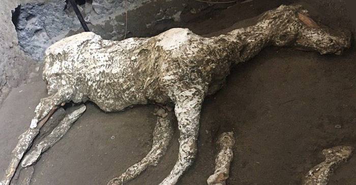 Evadarea eșuată din calea vulcanului Caii descoperiți sub cenușa din Pompei featured_compressed