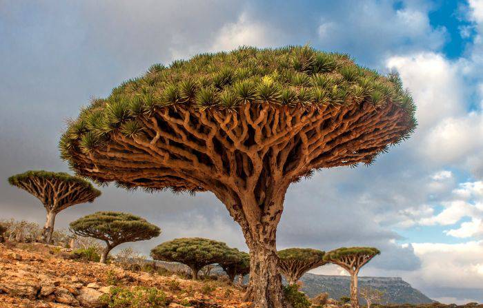 Cei mai frumoși copaci din lume