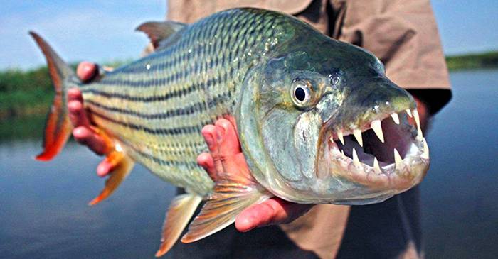 Tratament comun cu pești de râu. Ce pești au opisthorchiasis? - Giardia