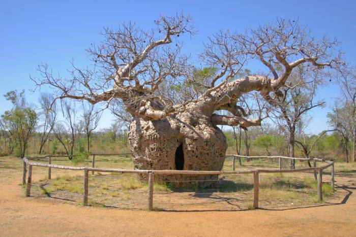 cei mai frumosi copaci din lume baobab inchisoare_compressed