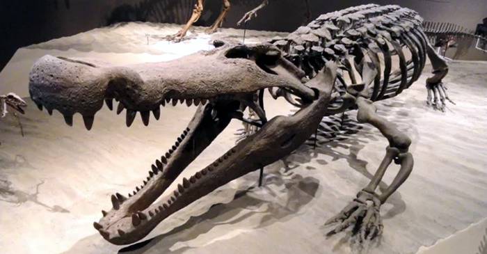 Descoperire rară în zona Hațeg O nouă specie de crocodil preistoric FEATURED.fw_compressed