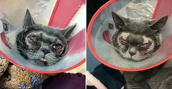 O femeie din China i-a făcut operație estetică pisicii pentru că felina era „prea urâtă” FEATURED_compressed