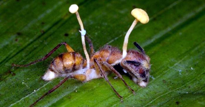 furnici paraziți condiloame în tratamentul limbii