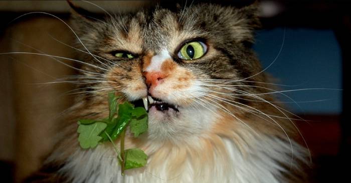 5 animale care se droghează. Vicioșii care nu cuvântă featured.fw_compressed