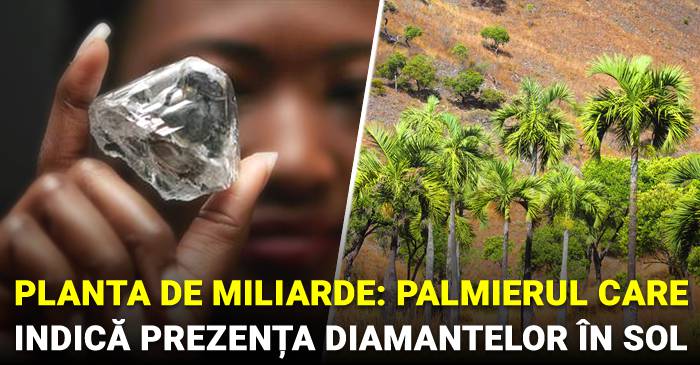 interface slice Raise yourself O plantă de miliarde: Palmierul care indică prezența diamantelor în sol