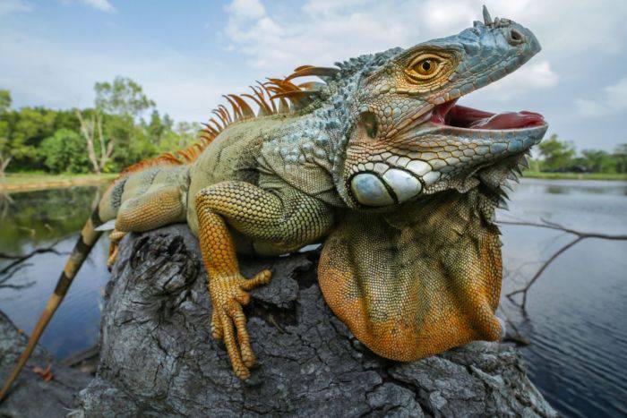 iguana semne de pierdere în greutate