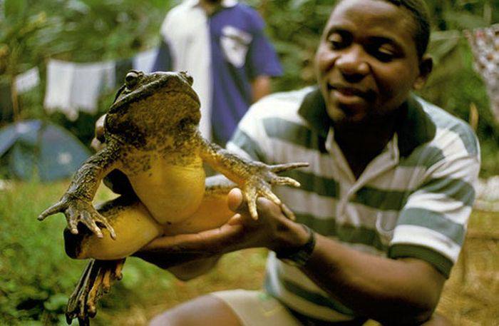 Ce mănâncă broaște țestoase în natură și acasă