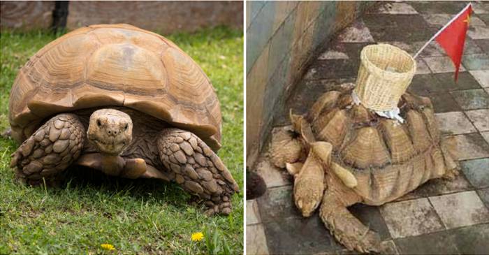 Broasca testoasa folosita la cersit intr un zoo din china