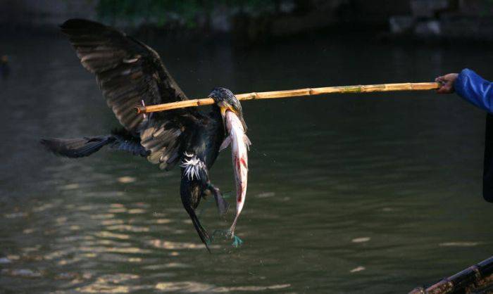 pescuitul cu cormorani