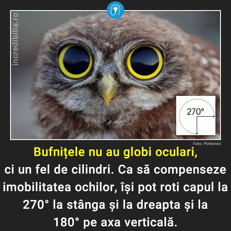 45. bufnitele si ochii lor_compressed