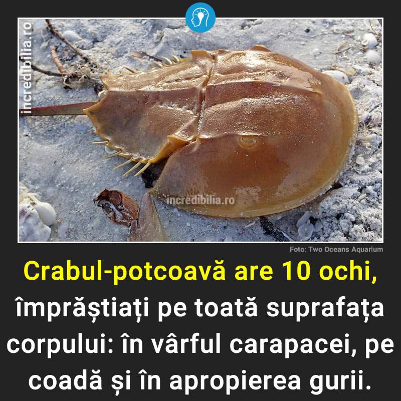 171. crabul potcoava_comp