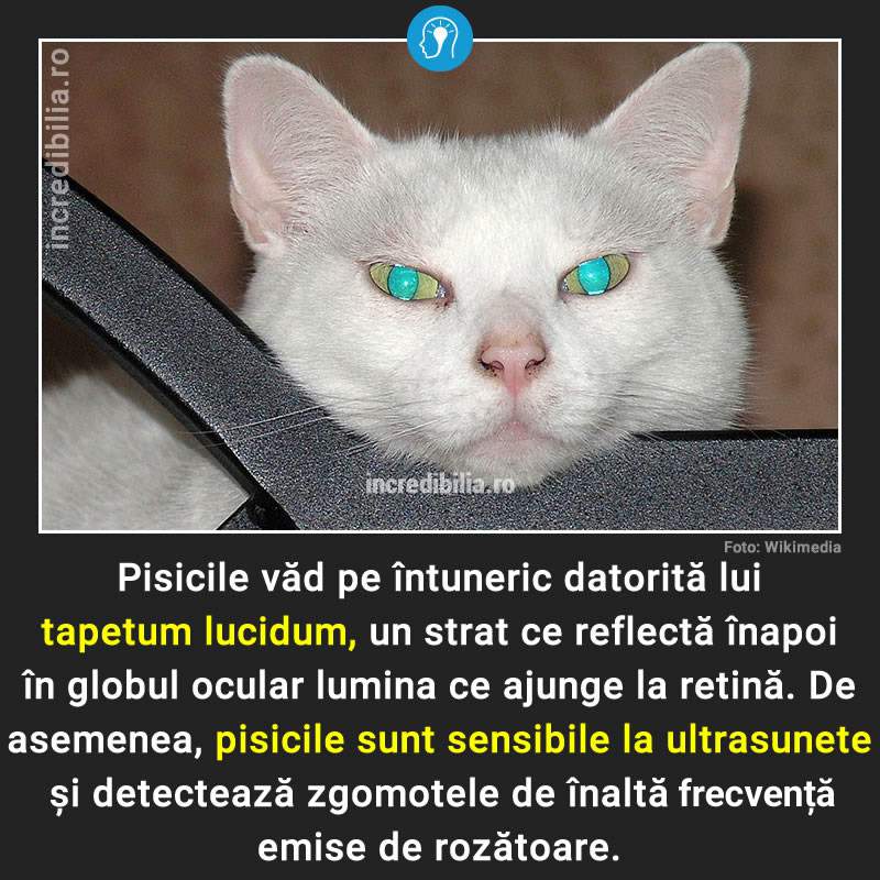 183. pisici tapetum lucidum_comp