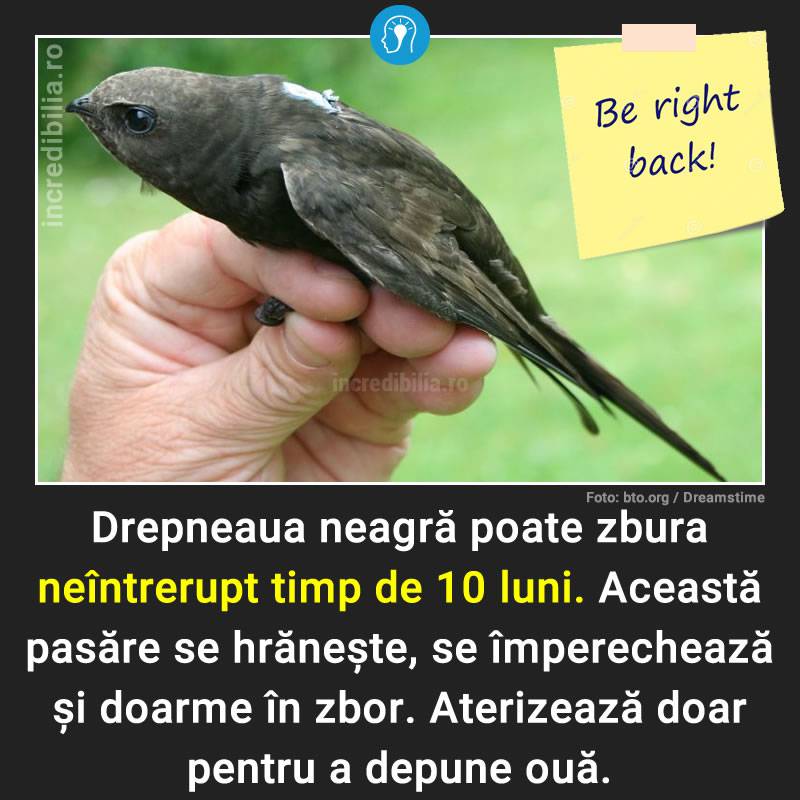 55. drepneaua neagra_compressed