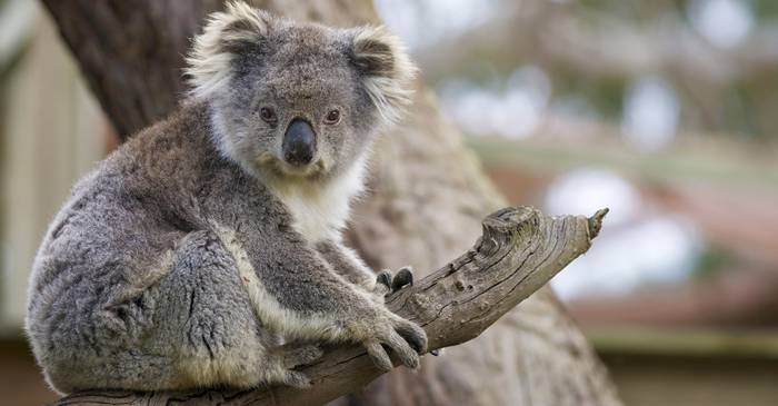 4 lucruri surprinzătoare care îți vor schimba părerea despre urșii koala