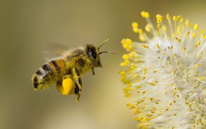 skirmish hammer priest A fost creată drona-albină: polenizează flori folosind un pistol cu baloane